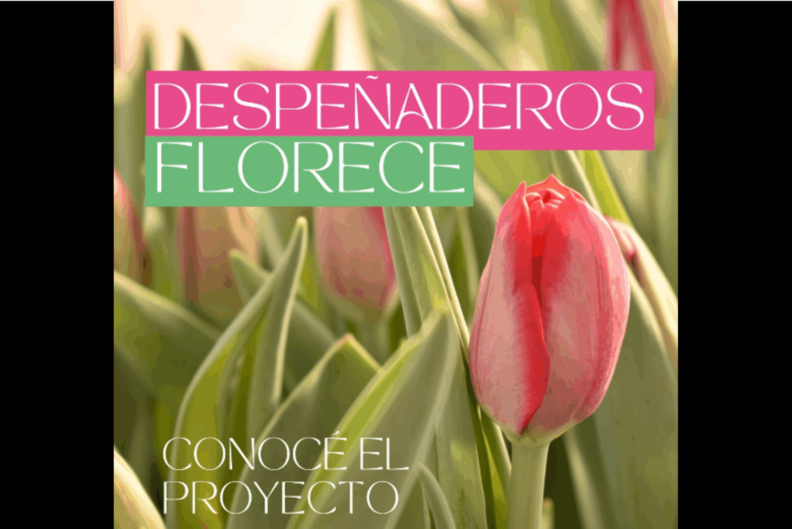 Un campo de tulipanes en Córdoba que parece sacado de Holanda
